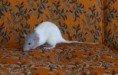 /album/fotogalerie-photogalery-june-of-rat4u/dscf6472-jpg/